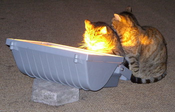 kedi (cica) kedi (cica)