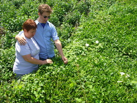 H&iacute;rek k&eacute;pei: cay_1.jpg