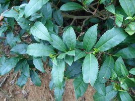 H&iacute;rek k&eacute;pei: cay_2.jpg