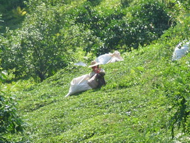 H&iacute;rek k&eacute;pei: cay_3.jpg